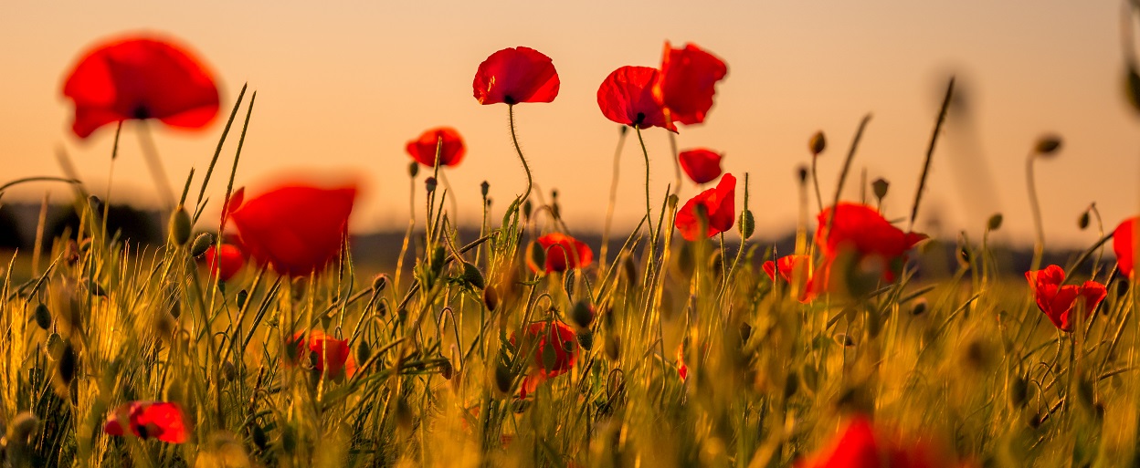 Anzac poppies